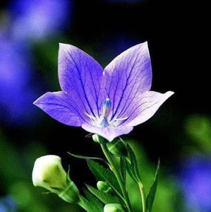 Meet your Posher, Liliana